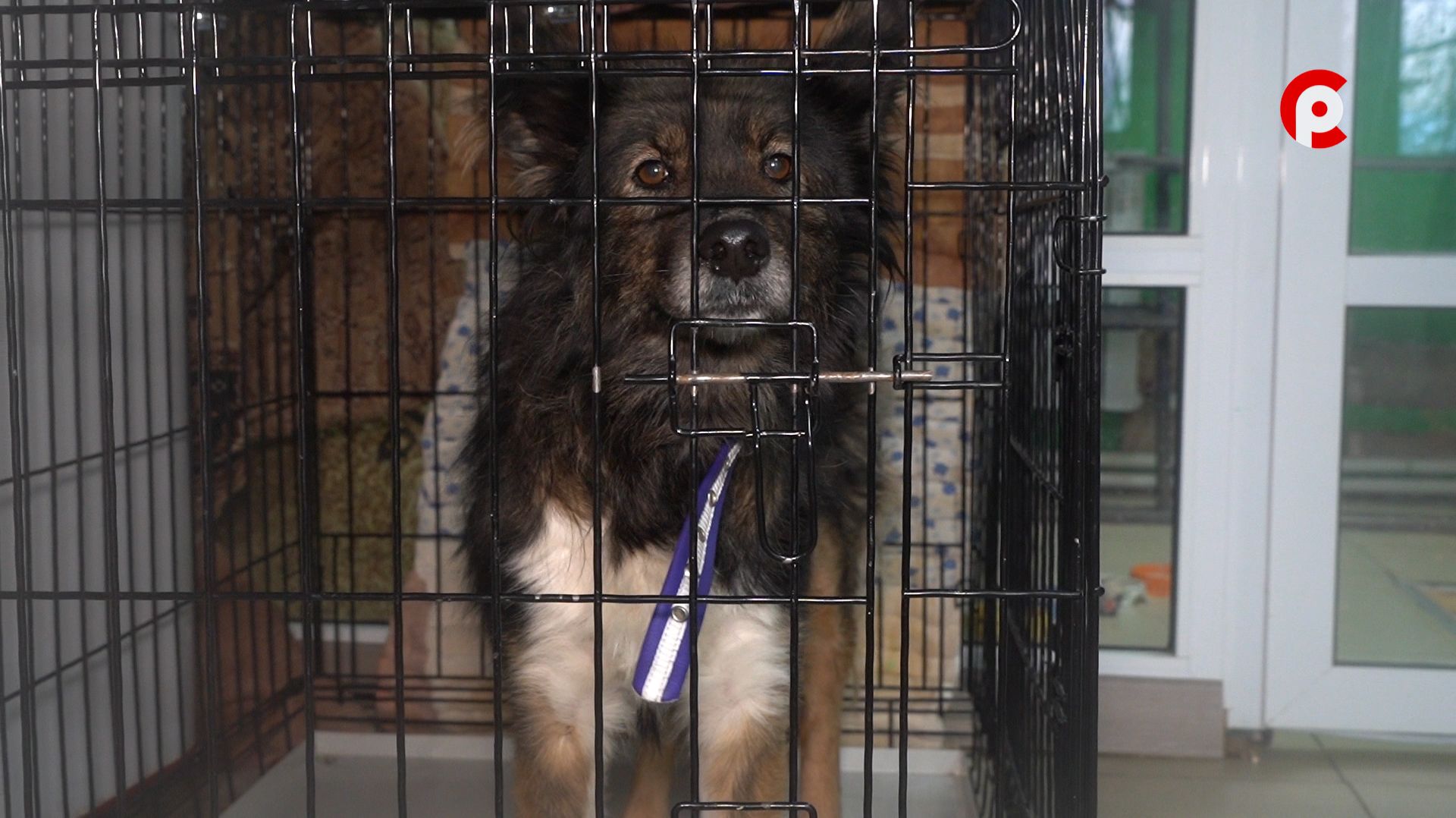 Доброе сердце 16.01.2026 смотреть онлайн