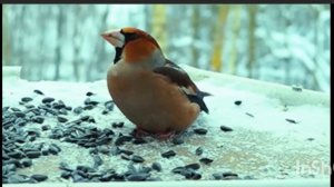 ОБЫКНОВЕННЫЙ ДУБОНОС *Видео любопытной птицы*