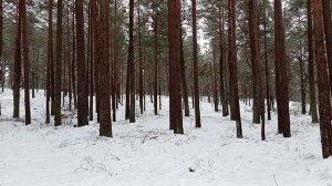 Зимний лес. Звуки зимнего леса.   Релакс.