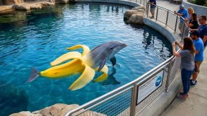 НОВЫЕ БРЕЙНРОТЫ В ЗООПАРКЕ! ИТАЛЬЯНСКИЕ МЕМЫ ЗООПАР! РЕАКЦИЯ НА БРЕЙНРОТ ЖИВОТНЫХ