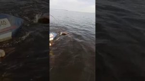 Сом на квок 70+