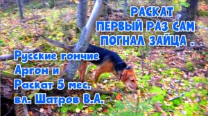 РАСКАТ ПЕРВЫЙ РАЗ САМ ПОГНАЛ ЗАЙЦА .Русские гончие Аргон и Раскат 5 мес. вл. Шатров В.А.#охо#hunting