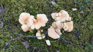 Альбатреллус сливающийся (Albatrellus confluens). Как выглядит гриб на месте произрастания.