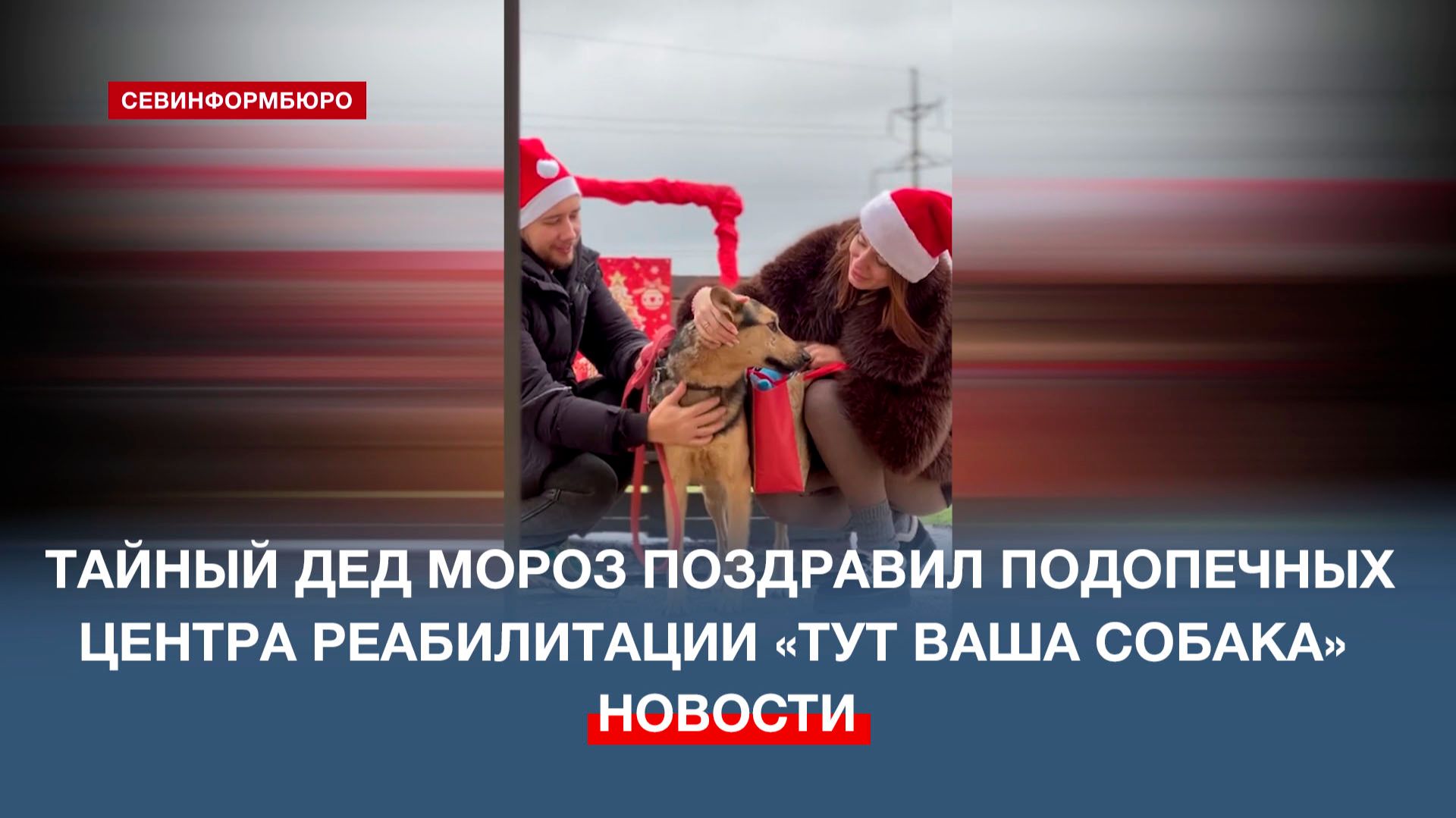 Тайный Дед Мороз поздравил подопечных центра реабилитации «Тут ваша собака» смотреть онлайн