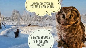 Сову Крошу хотела украсть дикая сова! Кошка Морошка пыталась поймать фазана. Вокруг красивое!