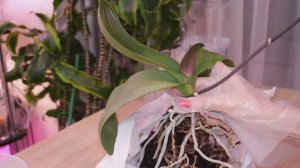 Когда нижняя часть корней стареет. Орхидея и ее новая жизнь.