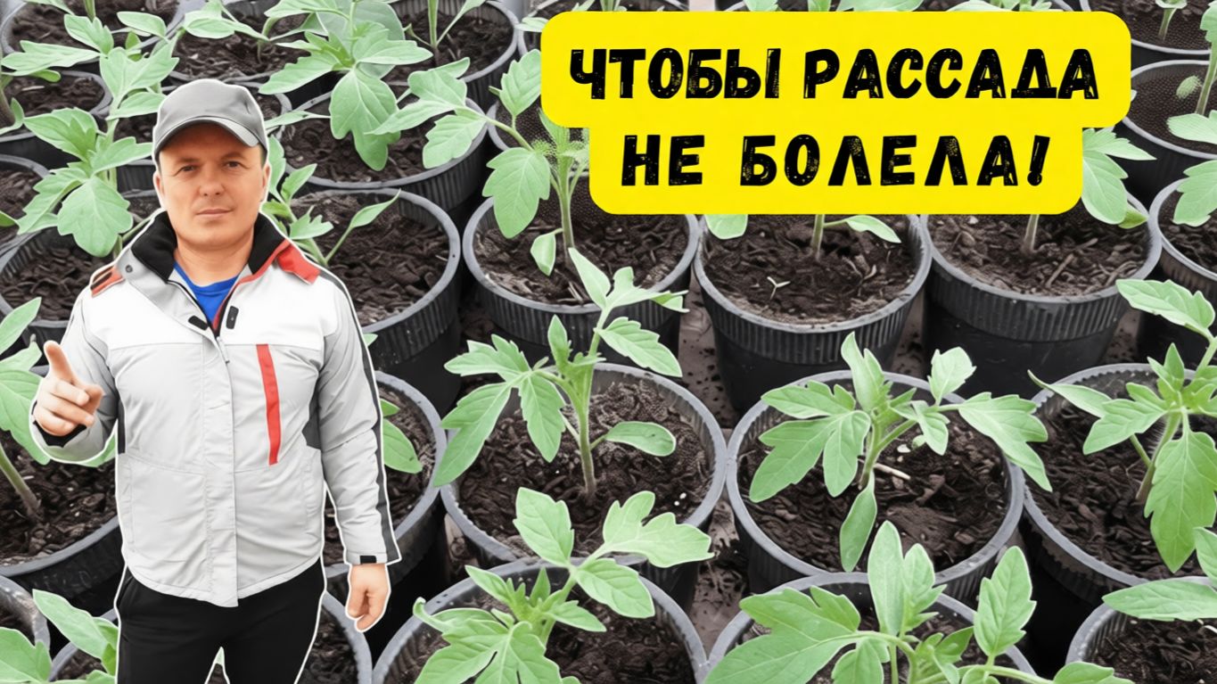 Два препарата, которые нужны для выращивания здоровой рассады. смотреть онлайн