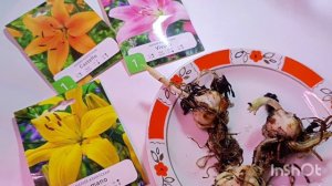 Девочки время началось ☺🌺сегодня посадила луковицы лилий через месяц примерно будут цвести 🤗