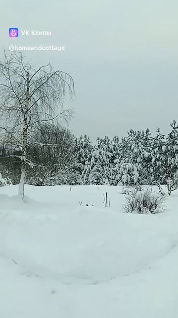 Мой сад, зима..