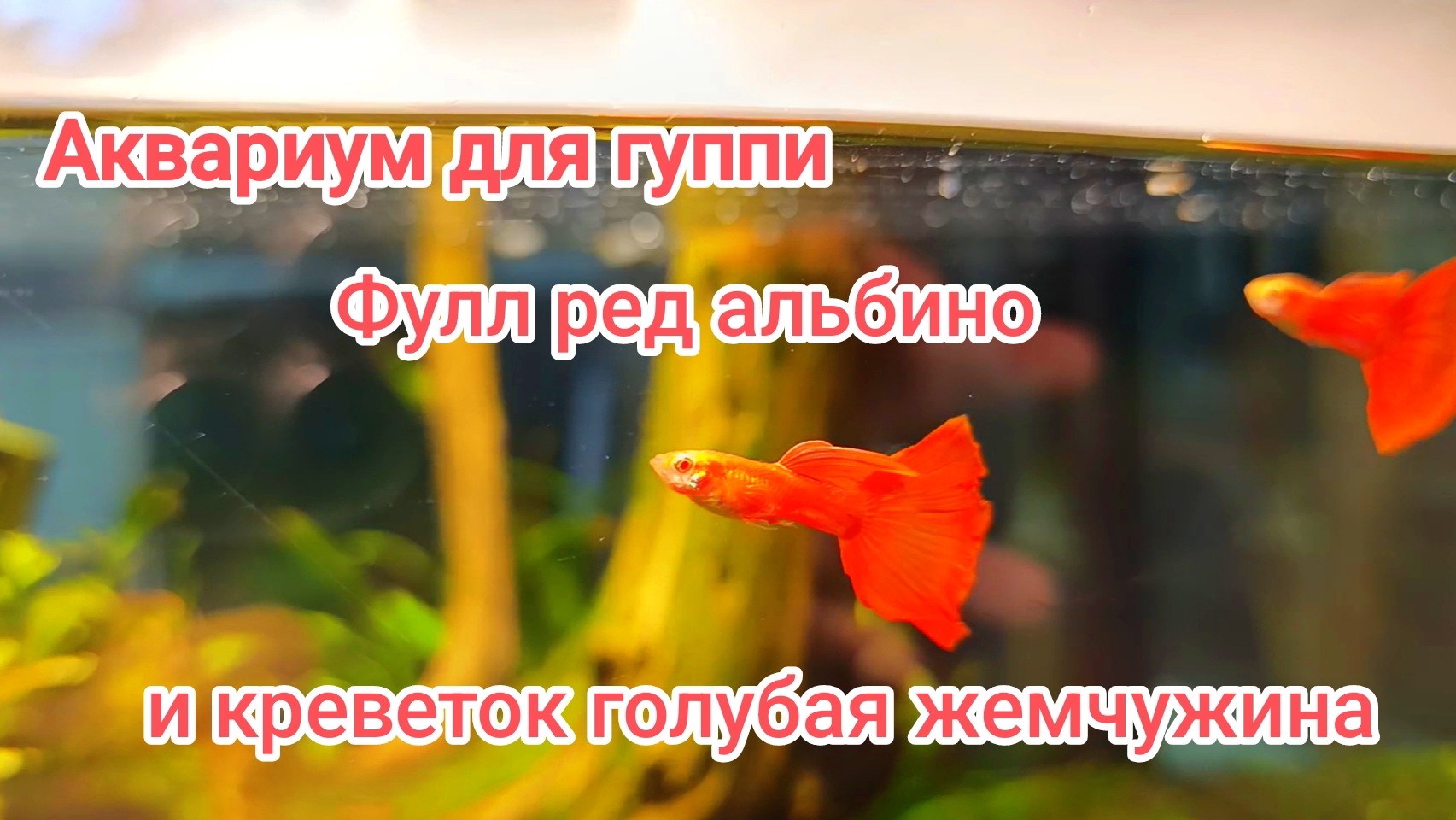 Аквариум травник для гуппи фулл ред альбино чистая линия и креветок голубая жемчужина смотреть онлайн