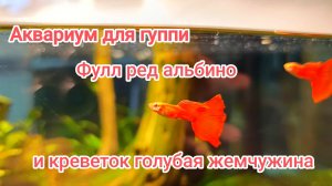 Аквариум травник для гуппи фулл ред альбино чистая линия и креветок голубая жемчужина