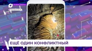 В Кавалеровском округе Приморья отловили конфликтного тигра