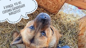 У Пса Кубика новая солома в домике. Я пыталась уйти на лыжах смотреть сказочность вокруг,но не вышло