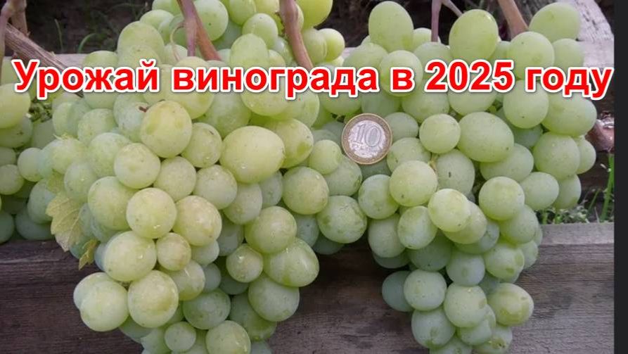 Урожай винограда в 2025 году. Ростовская обл. смотреть онлайн