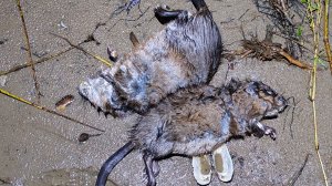 Открытие нового сезона. Охота на Ондатру.