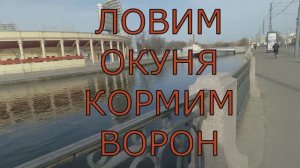 ТАСКАЕМ ОКУНЕЙ И КОРМИМ ВОРОН🔥🔥🔥 #спиннинг