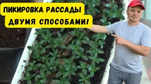 ПИКИРОВКА РАССАДЫ БАРХАТЦЕВ ДВУМЯ СПОСОБАМИ. ПИНЦЕТ ИЛИ ПЛАНКА-ЧТО ЛУЧШЕ?