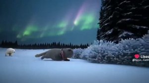 Бедный Басик🥹😭 #2026 #мем #медведь