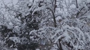 Зимние пейзажи в моих цветниках и не только в цветниках.