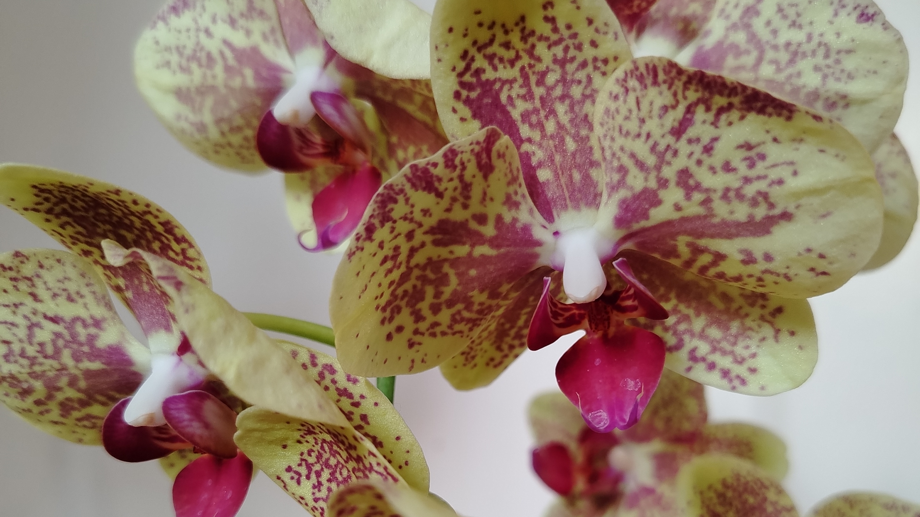 ЧАСТЬ 1. ОРХИДЕИ ДЛЯ ЧАЙНИКОВ. Уход и содержание орхидеи сразу с магазина - первая орхидея в доме смотреть онлайн