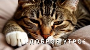 ☀️ Доброе утро открытки красивые солнечные!