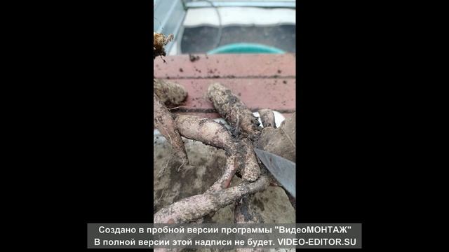 деление клубней георгин часть2. смотреть онлайн