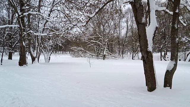 Город Пушкин. Яблоневая аллея зимой смотреть онлайн