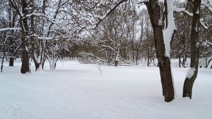 Город Пушкин. Яблоневая аллея зимой