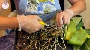 Пересадка взрослой орхидеи. Подробно показываю как правильно пересадить фаленопсис .