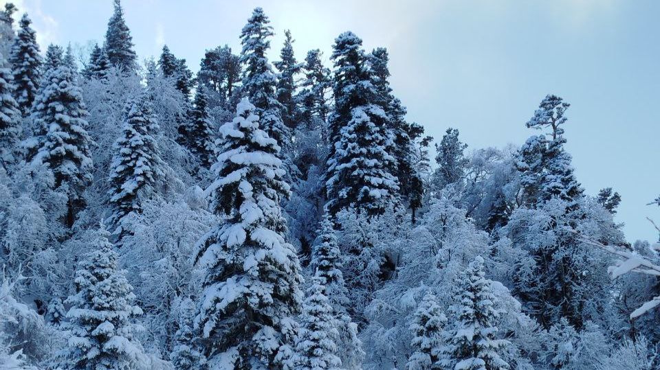 Дорога в Гузерипль - Лагонаки