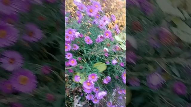 #ах это лето ах это осень до чего же красиво смотреть онлайн