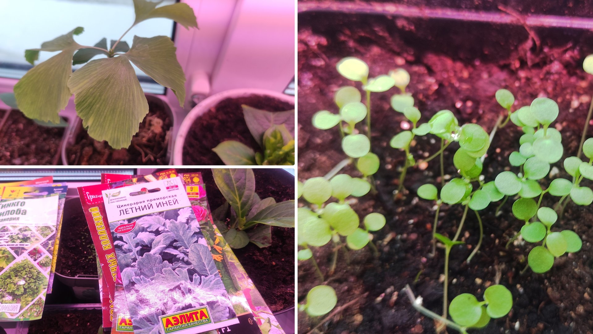 Первые посевы в 2026 году. Гинкго Билоба из семян. Рассада томатов и перцев для огорода на балконе. смотреть онлайн