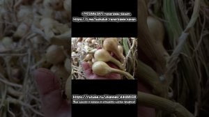 Лук шалот семейка 29 сортов, 11 ролик на тему шалоты.