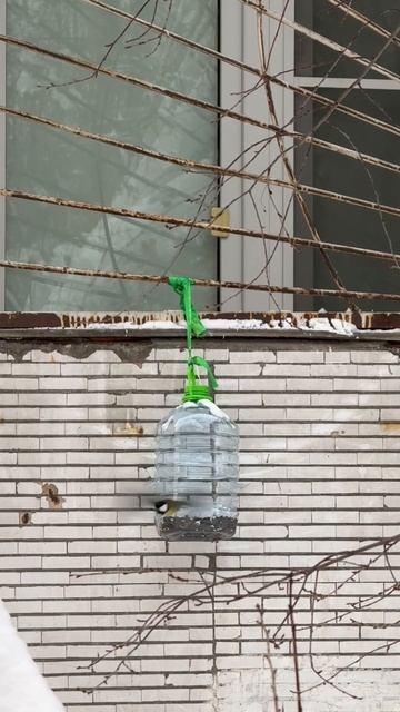 Столовая для синиц. Соблюдаем очередь! #синицы #синички