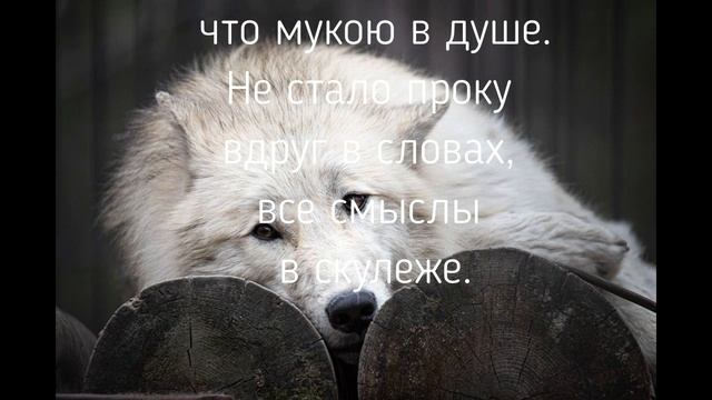 Белый волк на стихи Димы СНЕГа