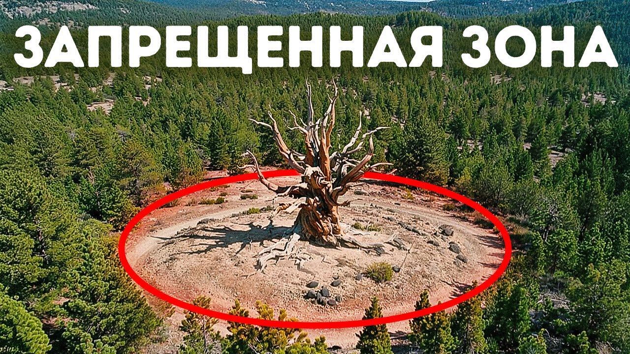 Старейшее дерево на Земле скрывают в США. Но почему? смотреть онлайн