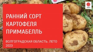 Ранний сорт картофеля Примабелль. Показываем результат на поле