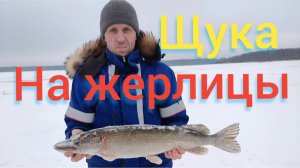 ловим щуку на жерлицы