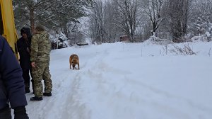 Морозный день, непохожие кошки и переливы древесины