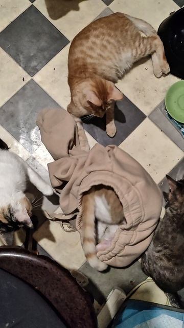 Пушистые бриллианты