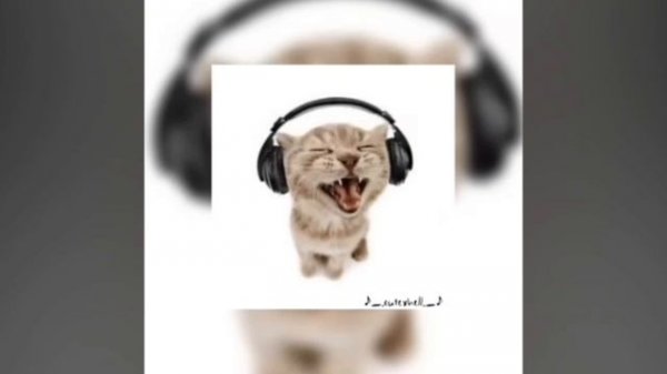 CAT - МЯУ - MEOW😺 - OST - 1 ЧАС