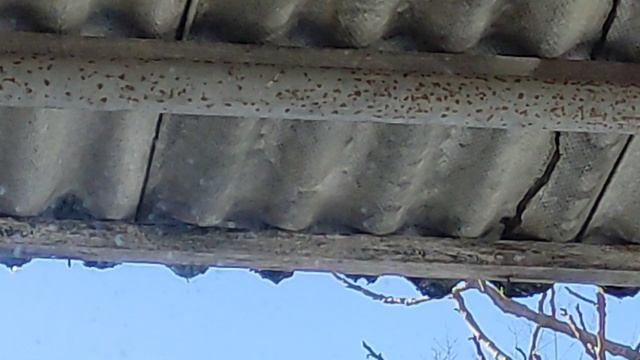 Птицы у дома 20260102 смотреть онлайн