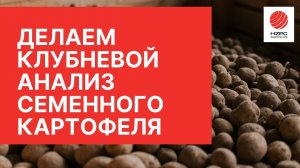 Клубневой анализ партии семенного картофеля