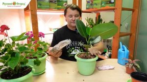 Комнатное цветоводство. Часть 5. Каучуконосный фикус.