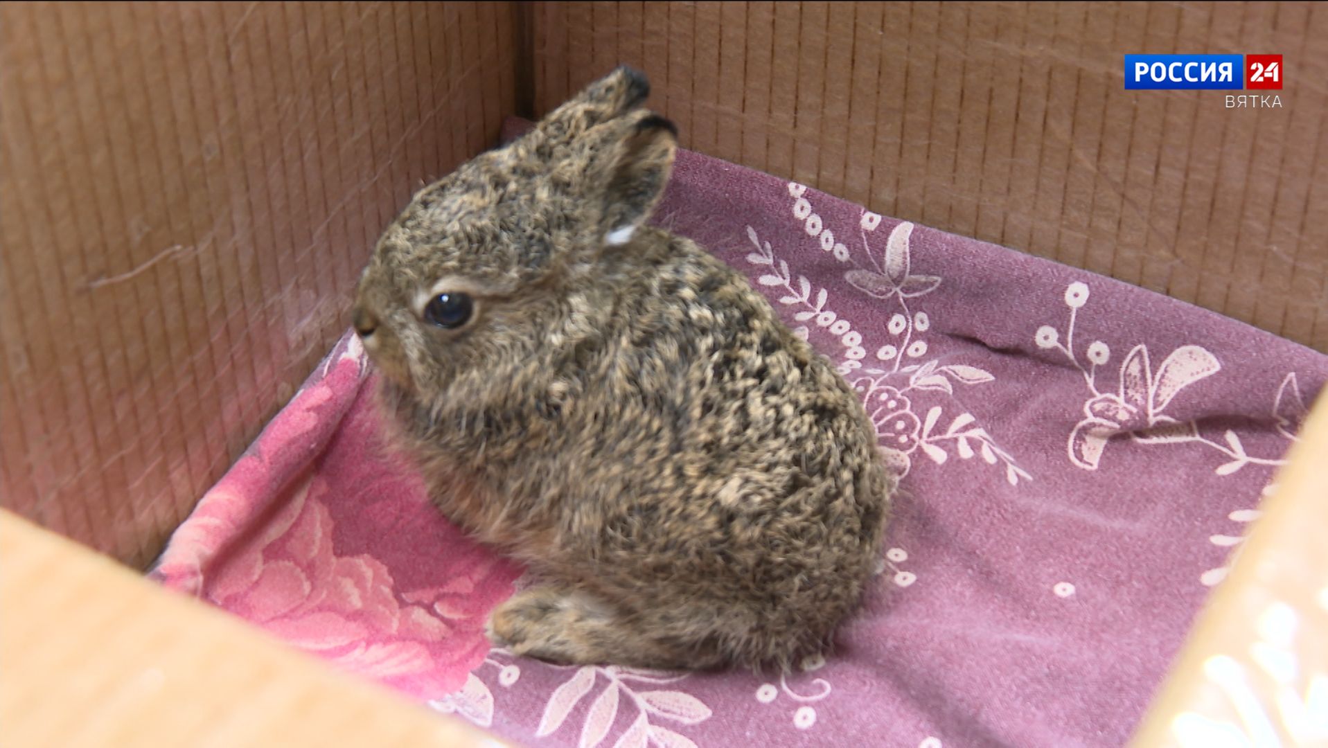 В Кировской области появится «больница» для диких животных смотреть онлайн