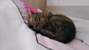 моя кошечка (дурдошечка)