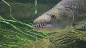 Московский океанариум