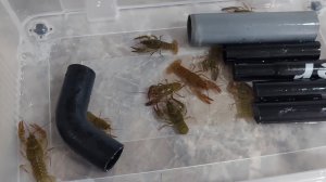 речнок рак,вырастить в домашних условиях.часть 2