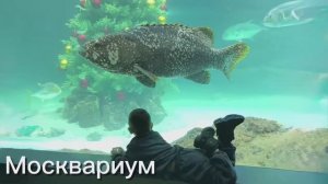 Москвариум, ШОУ с касаткой, ВДНХ, русалка