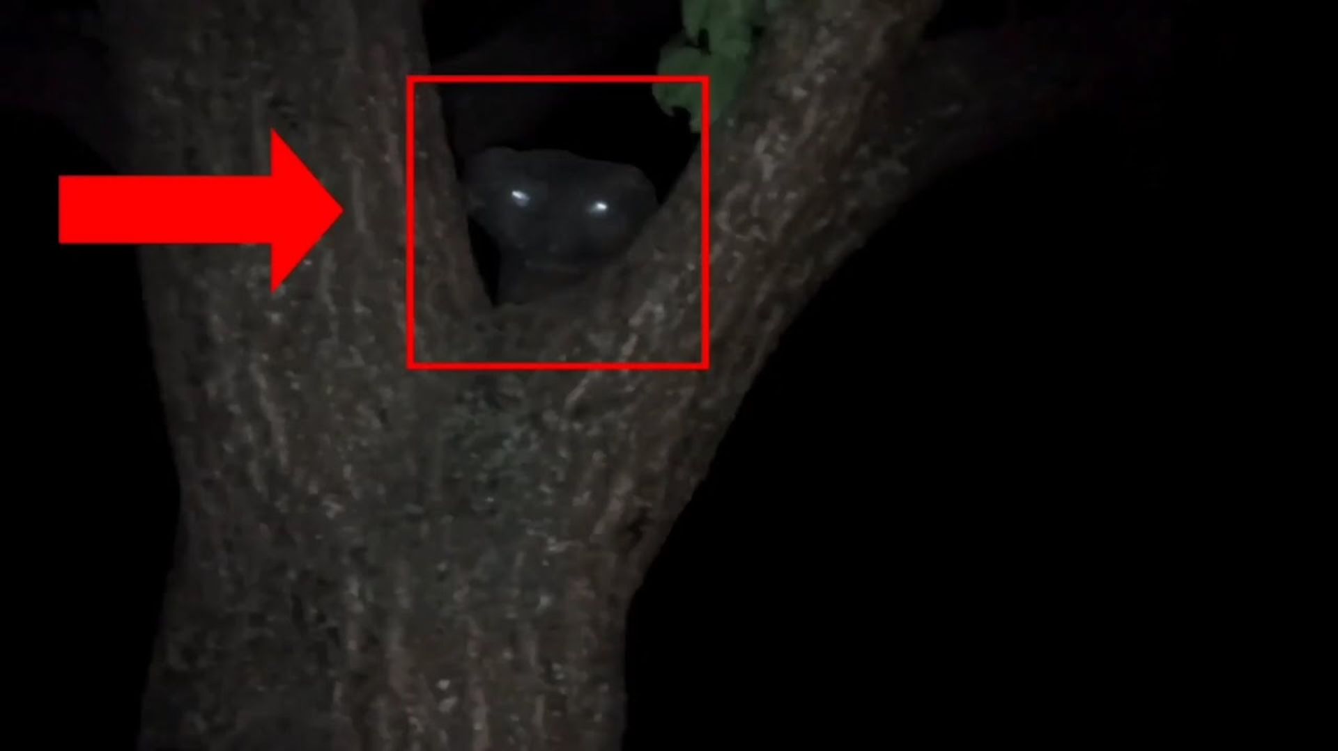 Монстр в лесу снятый на камеру или гуманоид - Призрак